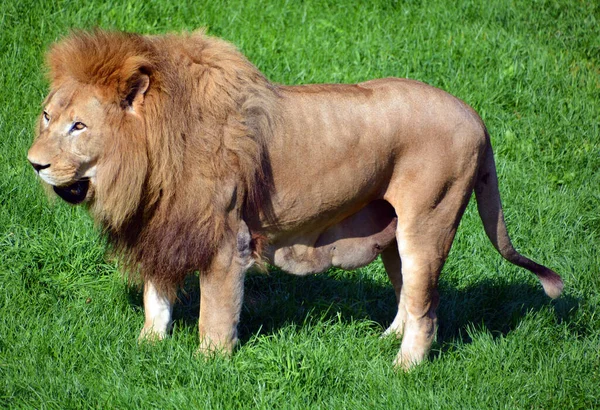 Leeuw Een Van Vier Grote Katten Het Geslacht Panthera Een — Stockfoto