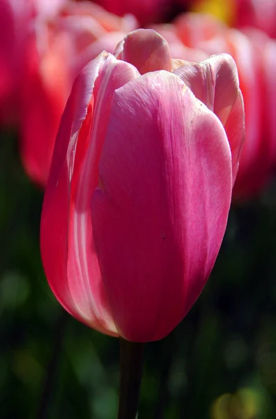 Tulipe Rouge Dans Jardin — Photo