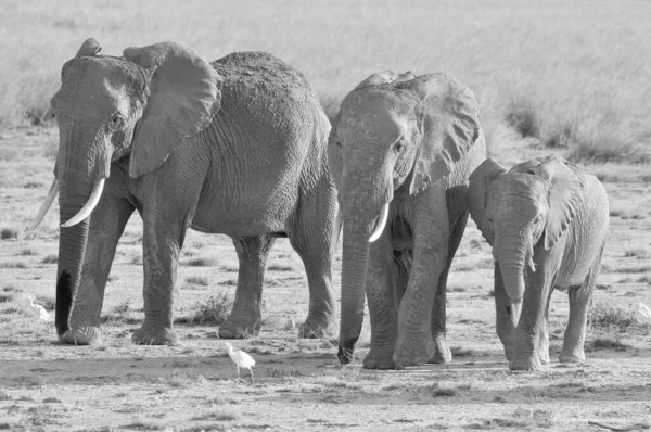 Parque Nacional Elefante Amboseli Anteriormente Reserva Juegos Maasai Amboseli Encuentra — Foto de Stock