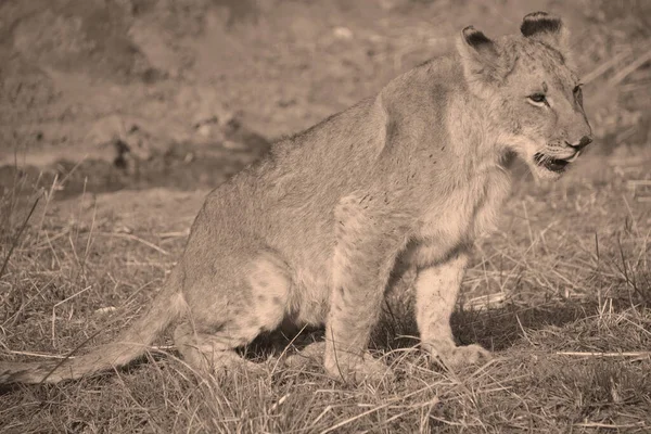 사자는 판테라 Panthera 고양이 하나이며 고양이 Felidae 일원이다 — 스톡 사진