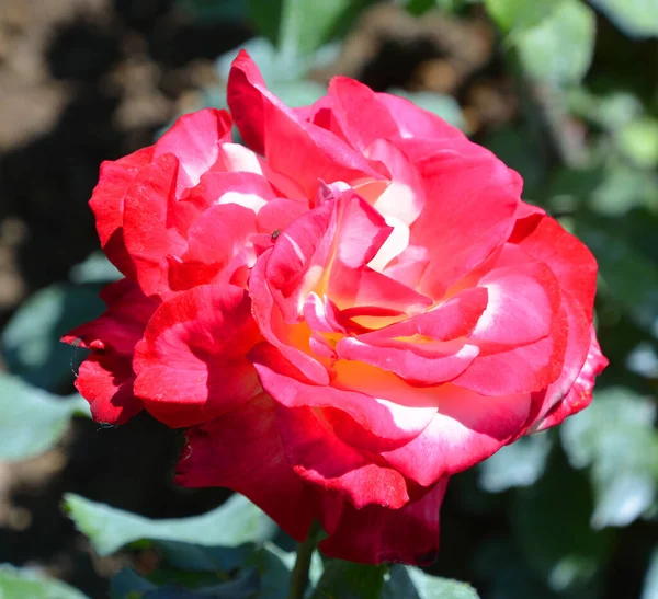 Una Rosa Una Pianta Legnosa Perenne Fiorita Del Genere Rosa — Foto Stock