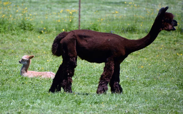 羊驼是南美洲骆驼科的一种家养物种 它就像一只小美洲驼 被圈养在秘鲁南部安第斯山脉高地放牧的牛群中 — 图库照片