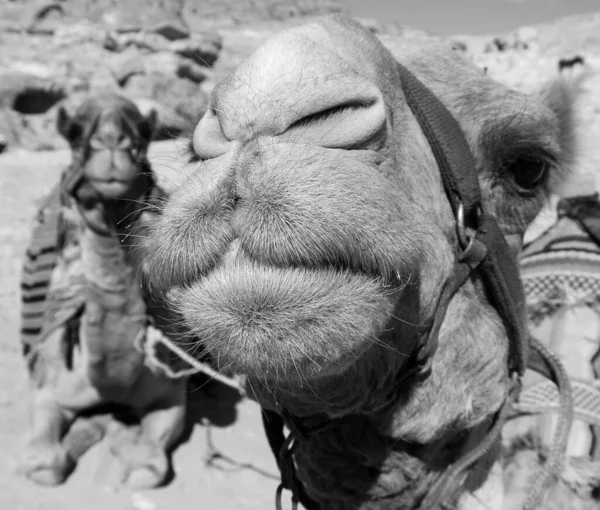 Camel Close Camelus Dromedarius Chameau Bosse Utilisé Moyen Orient Les — Photo