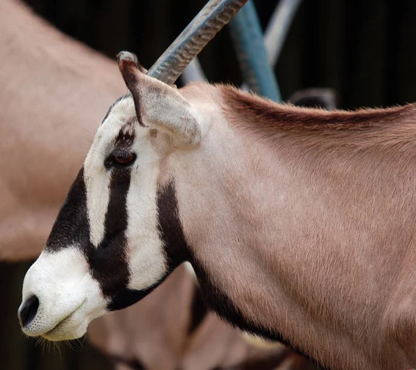 ออร แอฟร กาตะว นออก Oryx Beisa นในช าเป นสายพ ของแอนต — ภาพถ่ายสต็อก