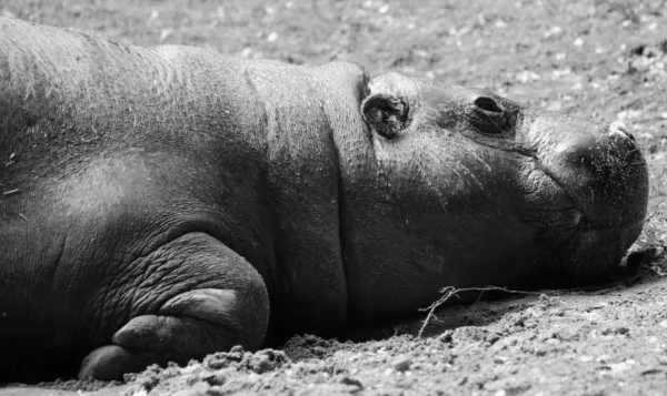 Hipopotam Pigmejski Choeropsis Liberiensis Lub Hexaprotodon Liberiensis Jest Małym Hipopotam — Zdjęcie stockowe