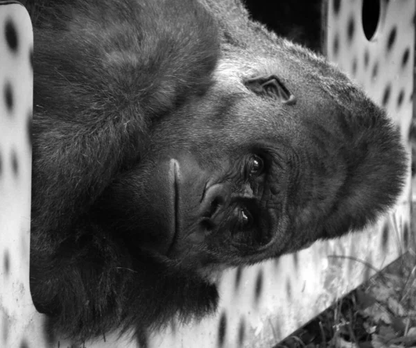 Silberrücken Gorillas Sind Bodenbewohnende Überwiegend Pflanzenfressende Affen Die Die Wälder — Stockfoto