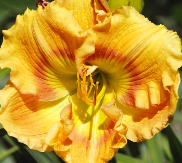 Желтый Цветок Радужки Саду — стоковое фото