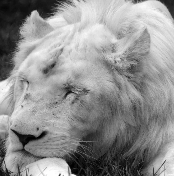 Leone Bianco Una Rara Mutazione Colore Del Leone Fino 2009 — Foto Stock