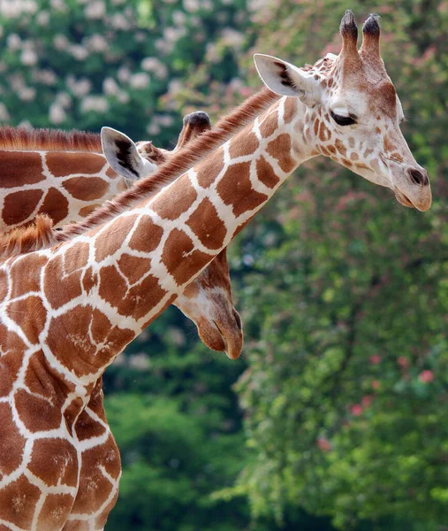 Жираф Giraffa Camelopardalis Африканський Негустий Ссавець Найвищий Усіх Видів Наземних — стокове фото