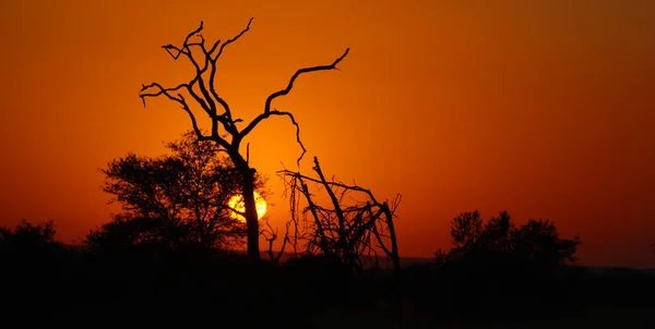 남아프리카 공화국 크루거 공원의 아프리카에서 사냥감 가운데 — 스톡 사진