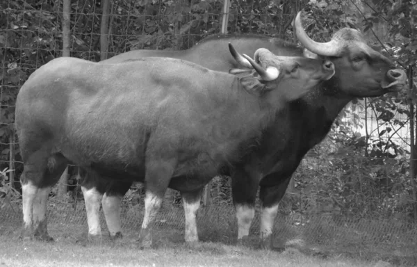 Gaur Indian Bison Largest Extant Bovine Native South Asia Southeast — Stock Photo, Image