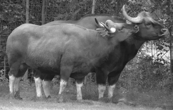 Gaur Bisonte Indio Mayor Bovino Existente Nativo Del Sur Asia —  Fotos de Stock