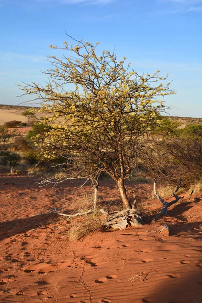 Martwe Drzewo Pustyni — Zdjęcie stockowe