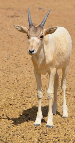 小羚羊 Young Addax 缩写Addax Nasomaculatus 是生活在撒哈拉沙漠的羚羊属动物 也被称为白羚羊 White Antelope 和角羚羊 — 图库照片
