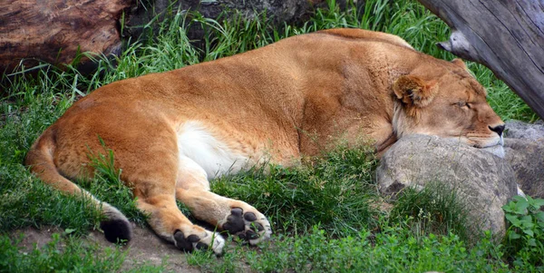 Lioness Lying Ground — Stock Photo, Image