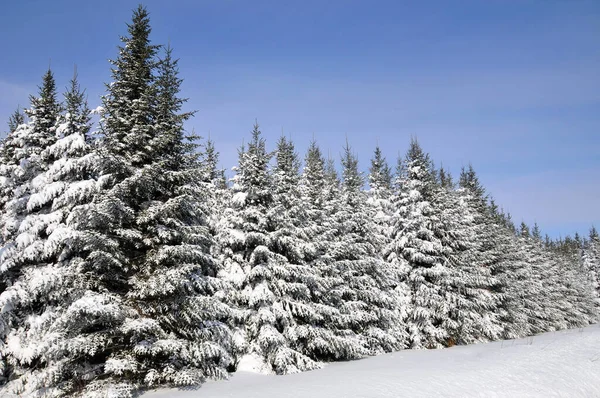 Krajobraz Zimowy Wschodnia Miejscowość Quebec Kanada — Zdjęcie stockowe