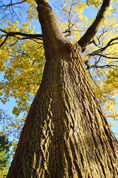 Viejo Roble Otoño — Foto de Stock