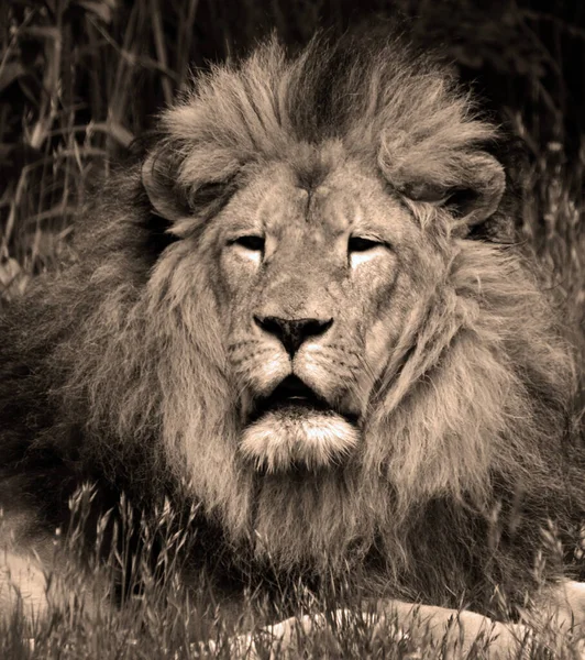 Man Leeuw Zeer Onderscheidend Mannelijke Leeuw Gemakkelijk Herkennen Aan Zijn — Stockfoto