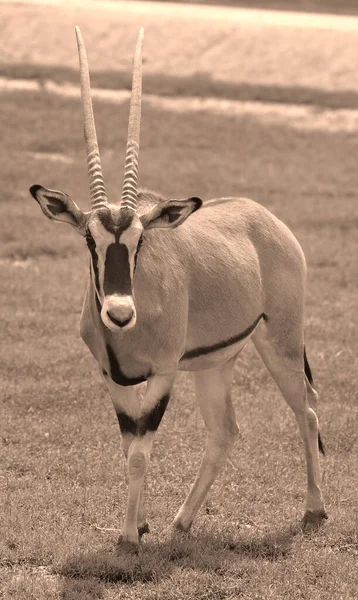 Oryx Beisa Uma Espécie Antílope Família Formicidae Possui Duas Subespécies — Fotografia de Stock