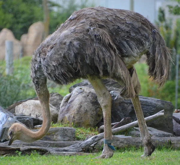 Strutsen Eller Två Arter Stora Flyglösa Fåglar Som Kommer Från — Stockfoto