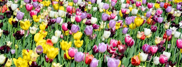 Тюльпановое Поле Многолетнее Луковичное Растение Яркими Цветами Роде Tulipa Которых — стоковое фото