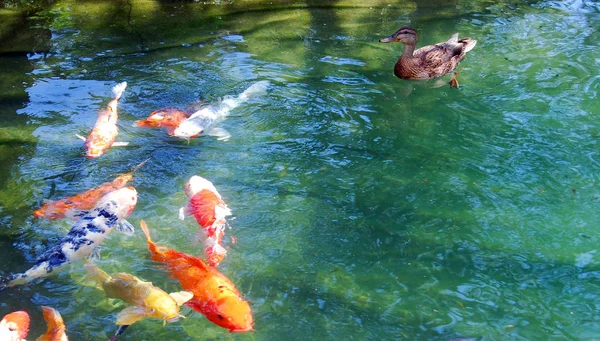 Koi Karpfen Schwimmen Teich — Stockfoto