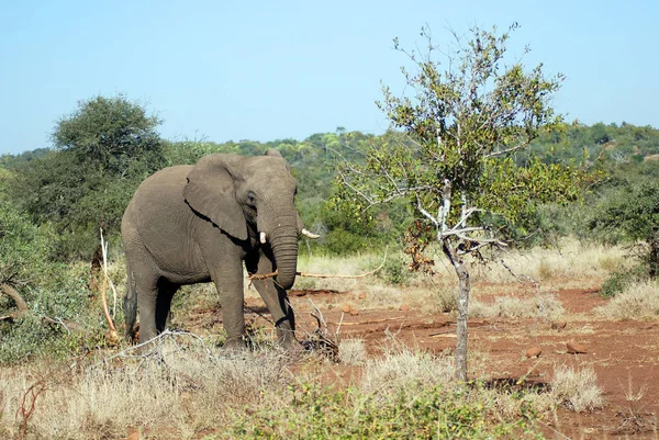 Elephant Wildlife Safari Kruger National Park Det Viktigaste Resmålet Sydafrika — Stockfoto