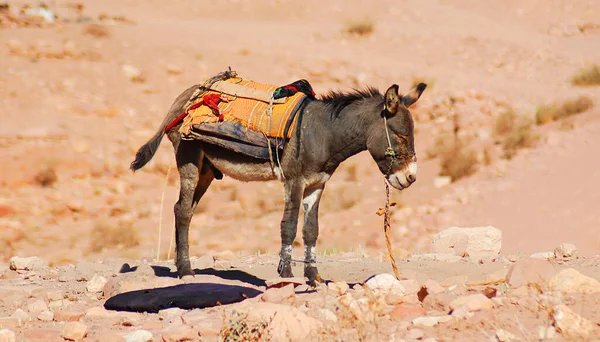 Burros Com Chicote Tradicional Colorido Petra Jordânia Usado Para Transportar — Fotografia de Stock