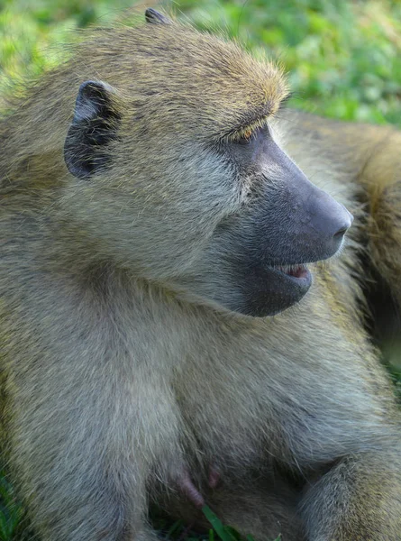 Babuínos São Macacos Velho Mundo Africano Pertencentes Gênero Papio Parte — Fotografia de Stock