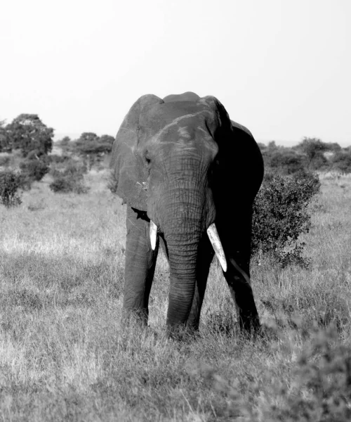 Dois Elefantes Touros Caminham Por Caminho Tomado Safári África Sul — Fotografia de Stock