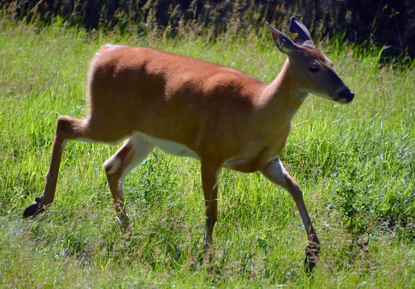 鹿是反刍动物 形成了天牛科 塞尔维亚科的物种包括白尾鹿 鹿类等 — 图库照片