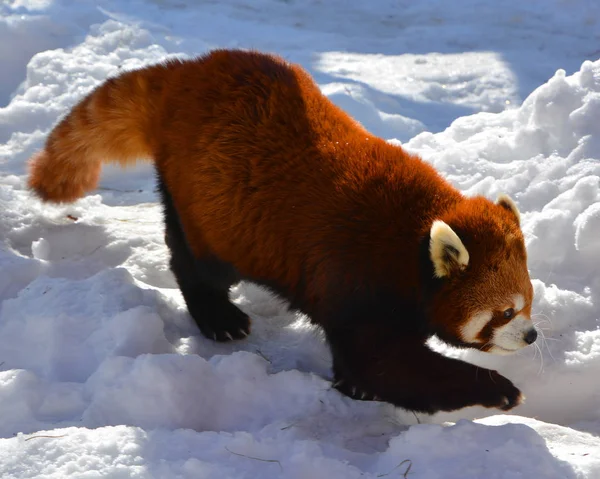 The red panda (Ailurus fulgens), also called lesser panda and red cat-bear, is a small arboreal mammal native to the eastern Himalayas and south-western China.