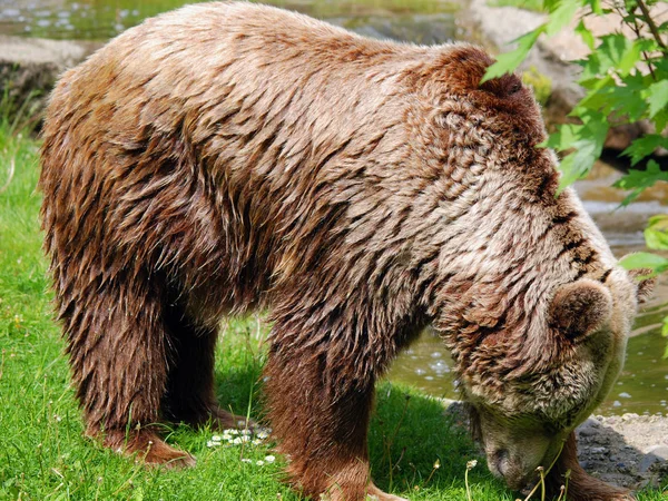 Der Grizzlybär Der Auch Als Silberbär Grizzly Oder Nordamerikanischer Braunbär — Stockfoto