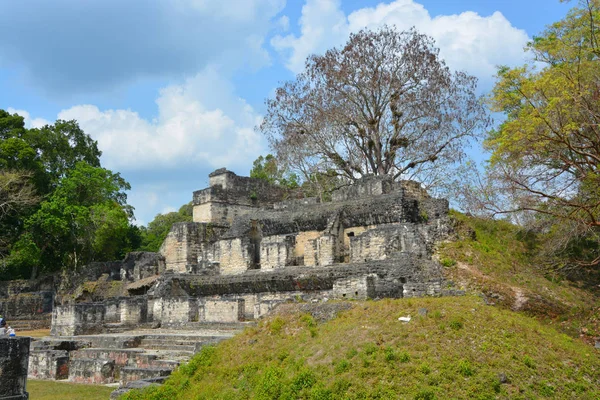 Tikal Guatemala Mayis 2016 Guatemala Tikal Ulusal Parkı Ndaki Kolomb — Stok fotoğraf