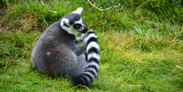 Lémur Cola Anillada Lemur Catta Primate Estrepsirrino Grande Lémur Más — Foto de Stock