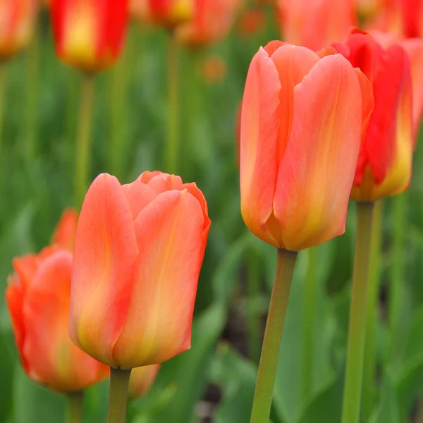 Красные Тюльпаны Саду — стоковое фото