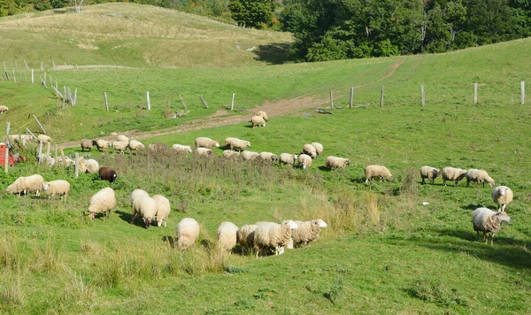 Πρόβατα Αγρόκτημα Πράσινο Πεδίο Στο Λόφο Πρότυπο Της Άγριας Ζωής — Φωτογραφία Αρχείου