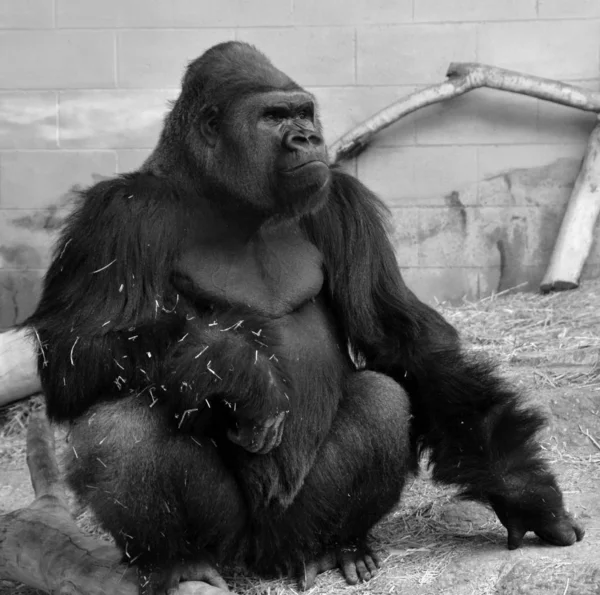 Los Gorilas Son Simios Predominantemente Herbívoros Que Habitan Los Bosques —  Fotos de Stock