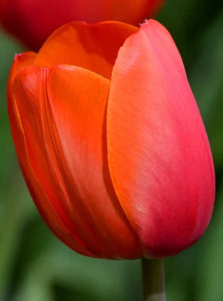 Tulpen Sind Eine Mehrjährige Zwiebelpflanze Mit Auffälligen Blüten Der Gattung — Stockfoto