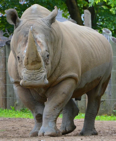 Носорог Означает Носорог Часто Сокращенно Носорог Является Одним Пяти Вымерших — стоковое фото