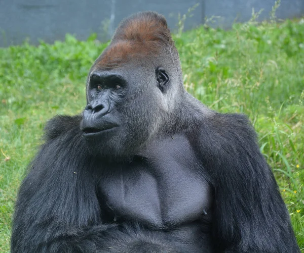 Gorillas Ground Dwelling Predominantly Herbivorous Apes Inhabit Forests Central Africa — Stock Photo, Image