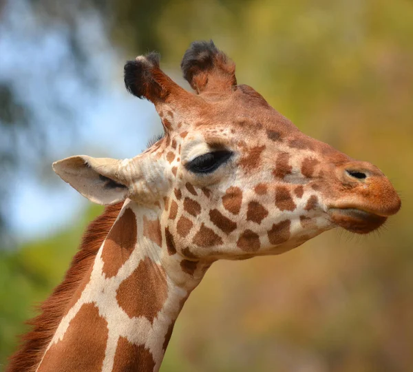 Жираф Giraffa Camelopardalis Африканский Чешуйчатый Маммал Самый Высокий Сохранившихся Видов — стоковое фото