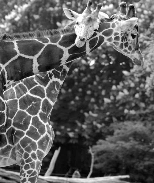 Giraffe Giraffa Camelopardalis African Even Toed Ungulate Mammal Tallest All — Stock Photo, Image