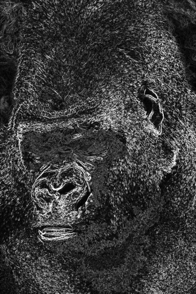 black and white photo of Gorilla
