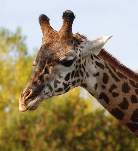 Közeli Zsiráf Giraffa Camelopardalis Egy Afrikai Páros Ujjú Patás Emlős — Stock Fotó