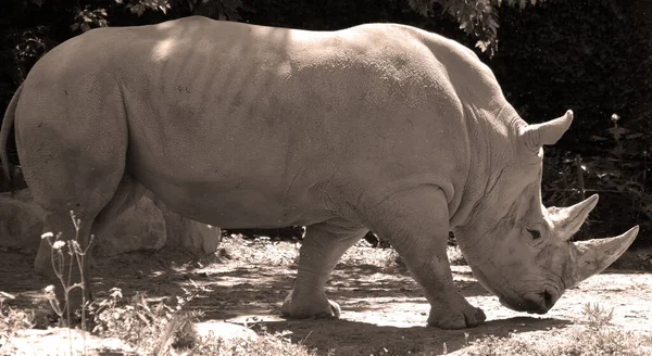 Rinoceronte Blanco Rinoceronte Labio Cuadrado Especie Rinoceronte Más Grande Existente — Foto de Stock