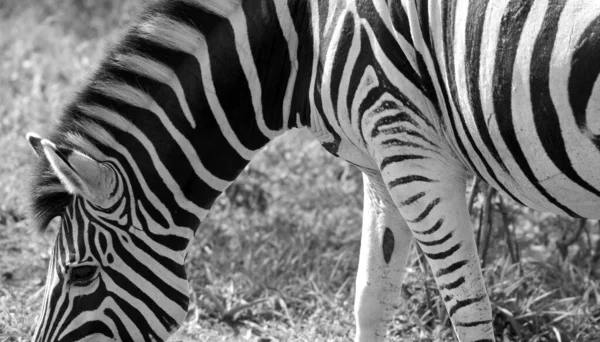 Zebra Câmp — Fotografie, imagine de stoc