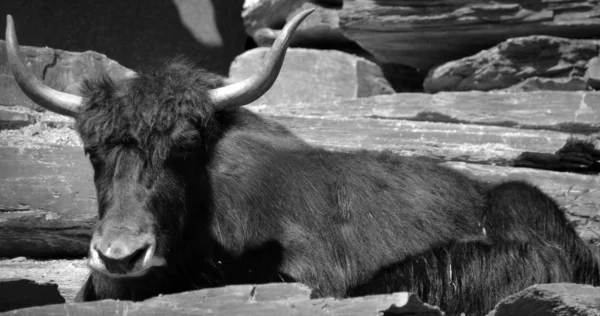 Bico Bovino Cabelos Compridos Encontrado Toda Região Himalaia Sul Ásia — Fotografia de Stock