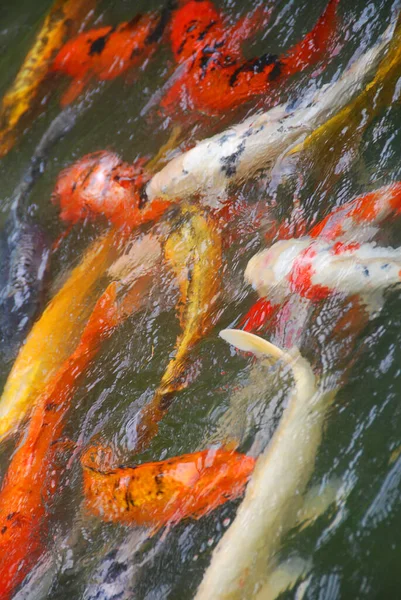 Peixes Koi Nadando Água — Fotografia de Stock