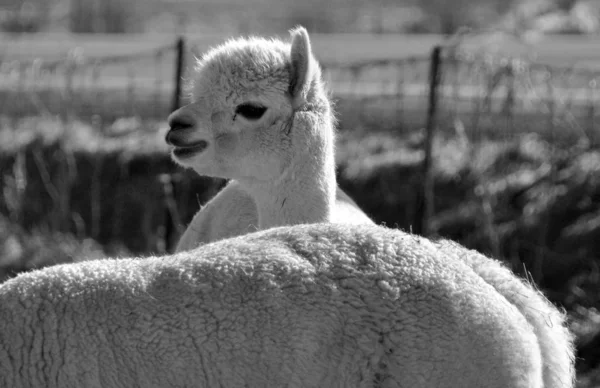 Alpaca Uma Espécie Camelóide América Sul Assemelha Pequeno Lhama Aparência — Fotografia de Stock